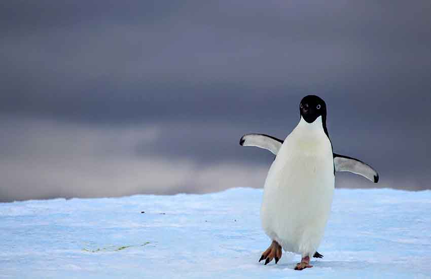 Google搜索引擎算法：Google企鵝算法 (Google Penguin）更新指南