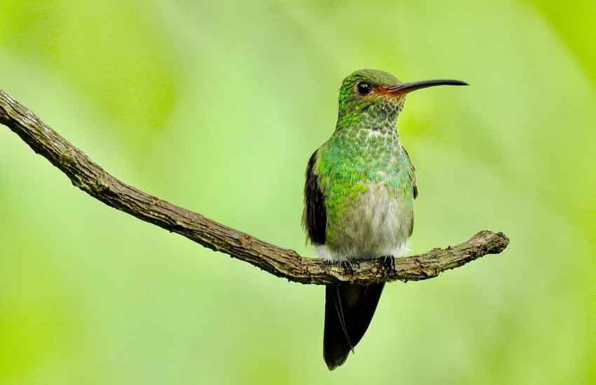 Google搜索引擎算法：Google蜂鳥算法（Google Penguin）更新指南